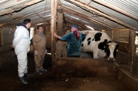 Librado Carrasco durante un actuacin veterinaria en Lbano