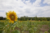 Campo de girasol, cultivo empleado para producir biodisel